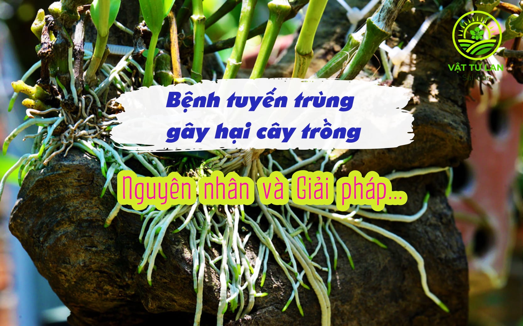 benh-tuyen-trung-hai-cay-trong-nguyen-nhan-va-giai-phap