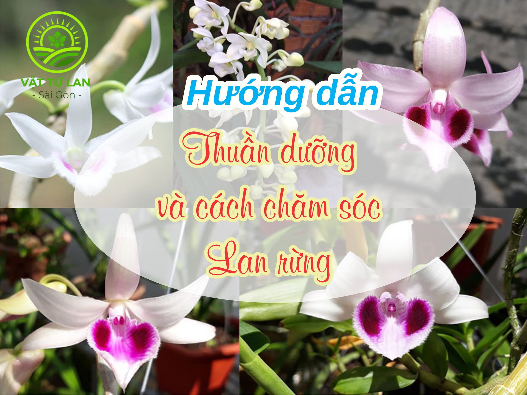 huong-dan-thuan-duong-va-cach-cham-soc-lan-rung