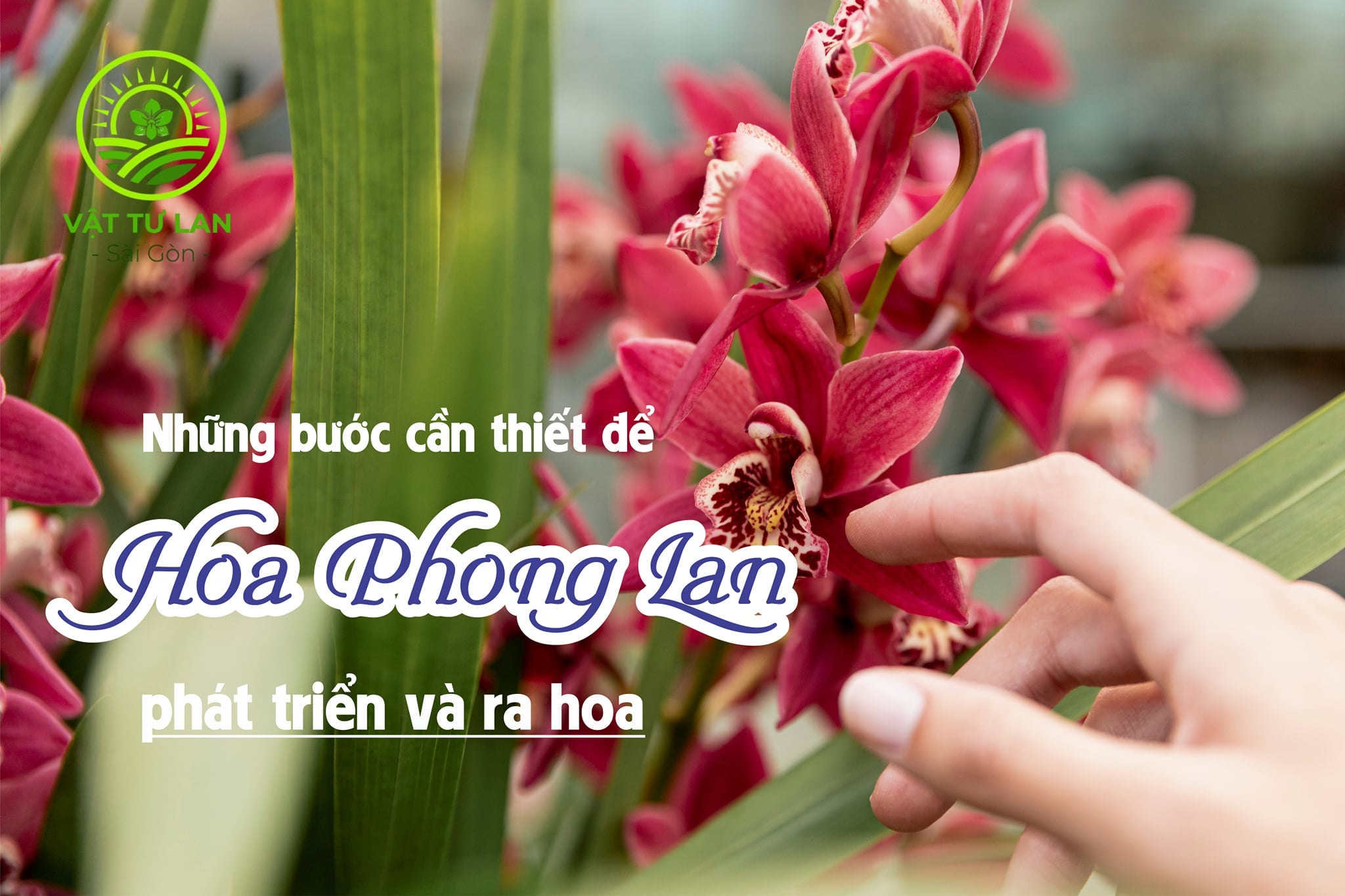 nhung-buoc-can-thiet-de-hoa-phong-lan-phat-trien-va-ra-hoa-dep-ruc-ro