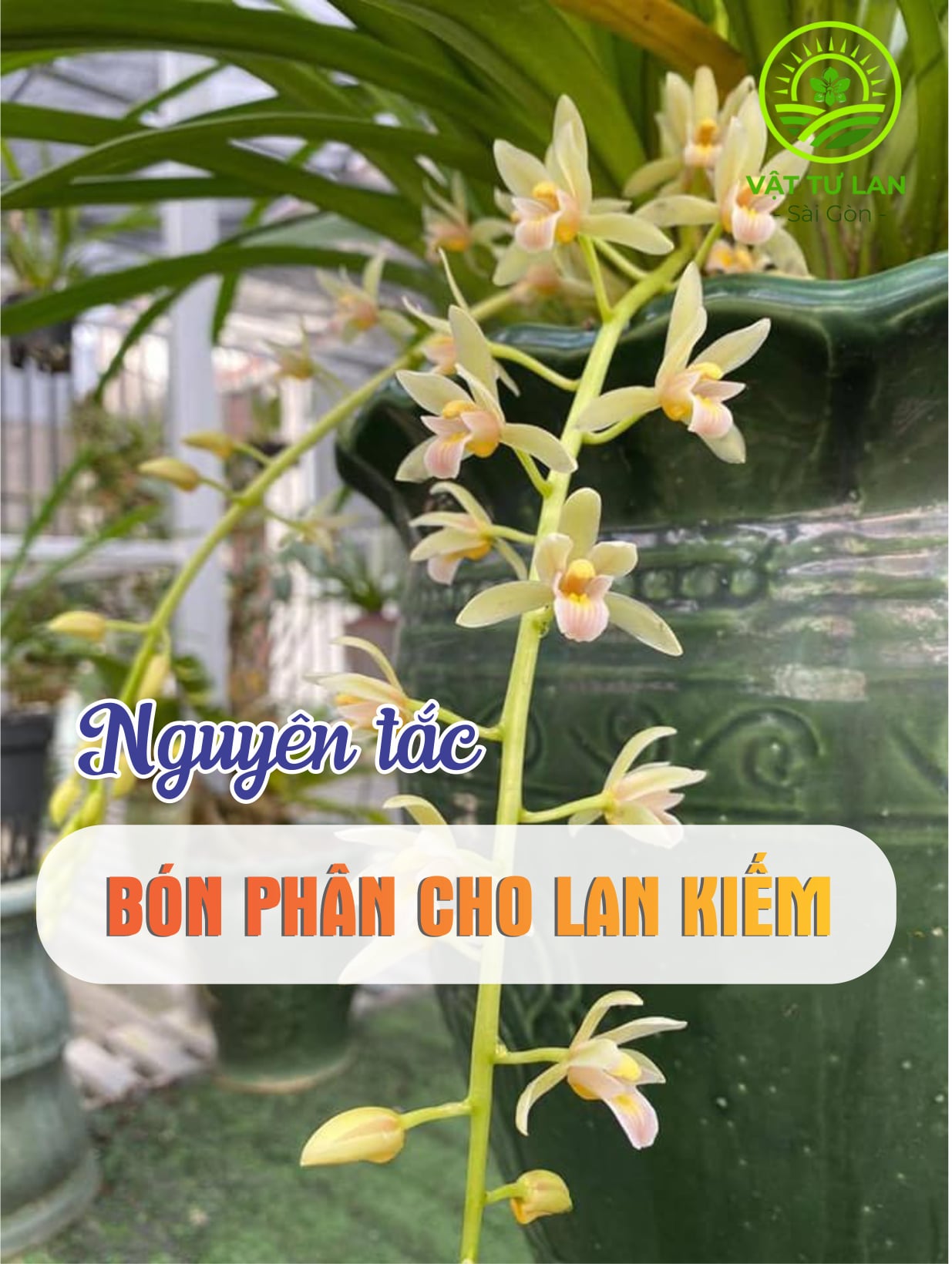 phan-bon-cho-lan-kiem