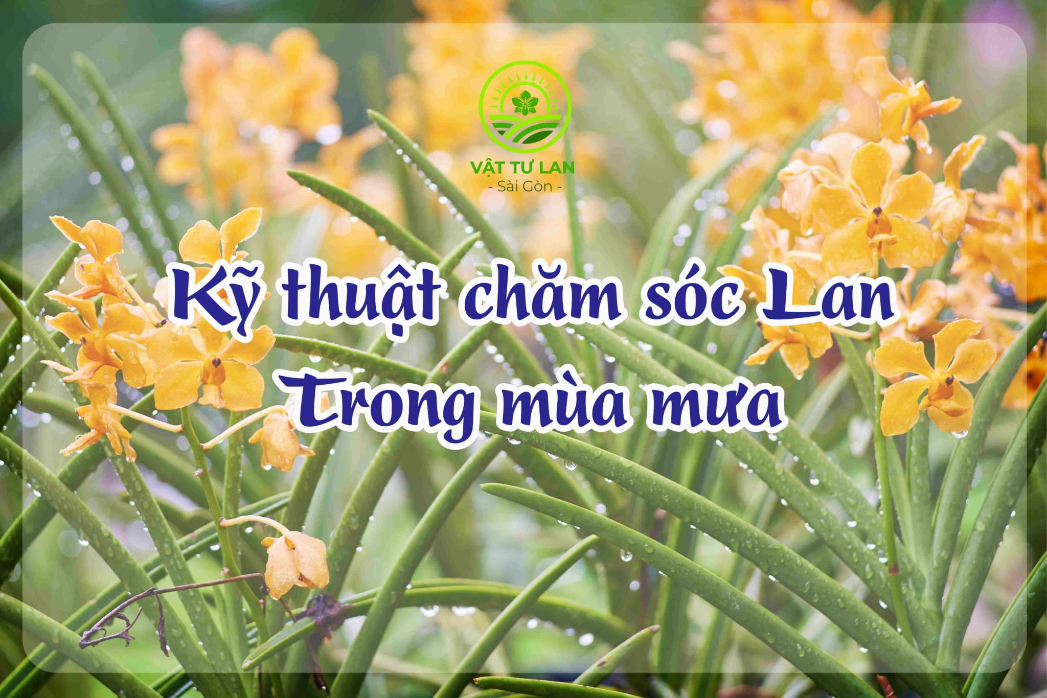 ky-thuat-cham-soc-lan-trong-mua-mua