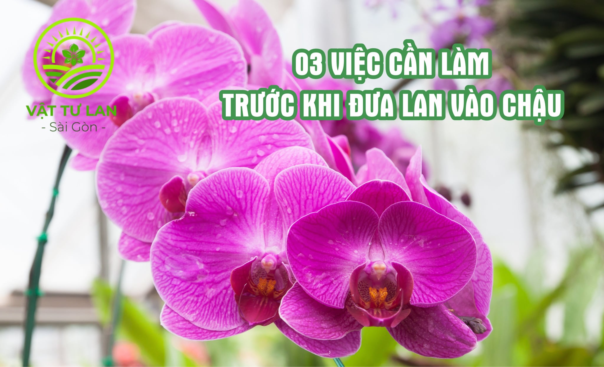 03-viec-can-lam-truoc-khi-cho-lan-vao-chau