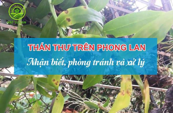than-thu-tren-phong-lan-cach-nhan-biet-phong-va-xu-ly