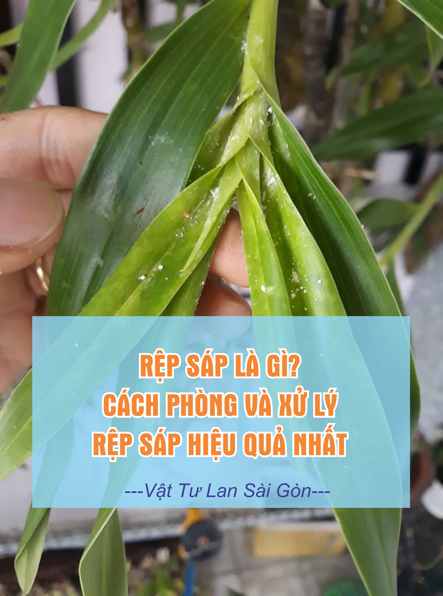 rep-sap-la-gi-va-cach-phong-va-xu-ly-rep-sap-hieu-qua-nhat