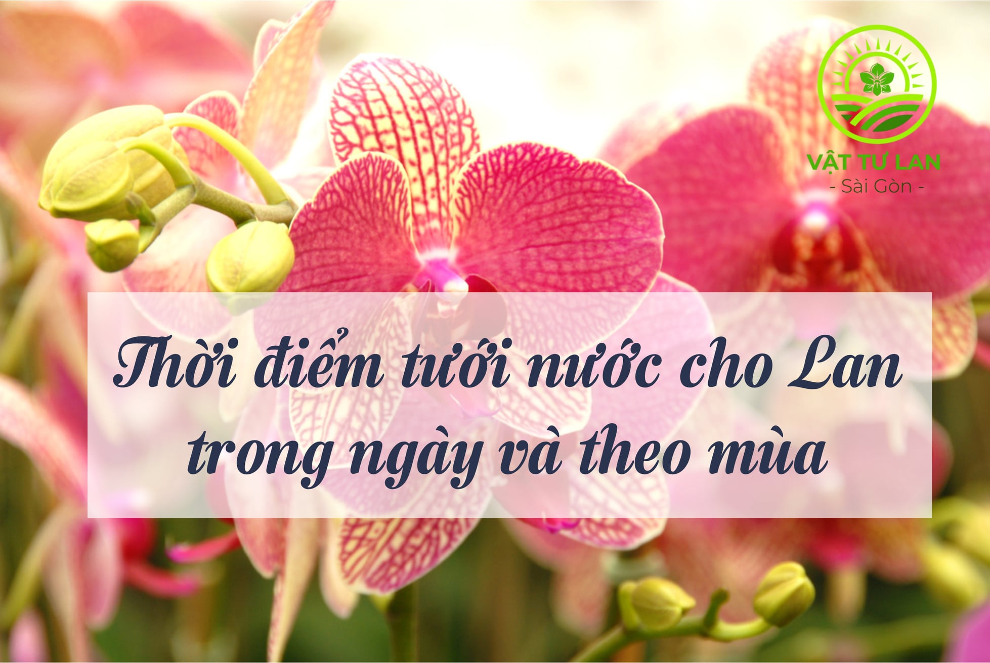 thoi-diem-tuoi-nuoc-cho-lan-theo-ngay-va-theo-mua-hop-ly