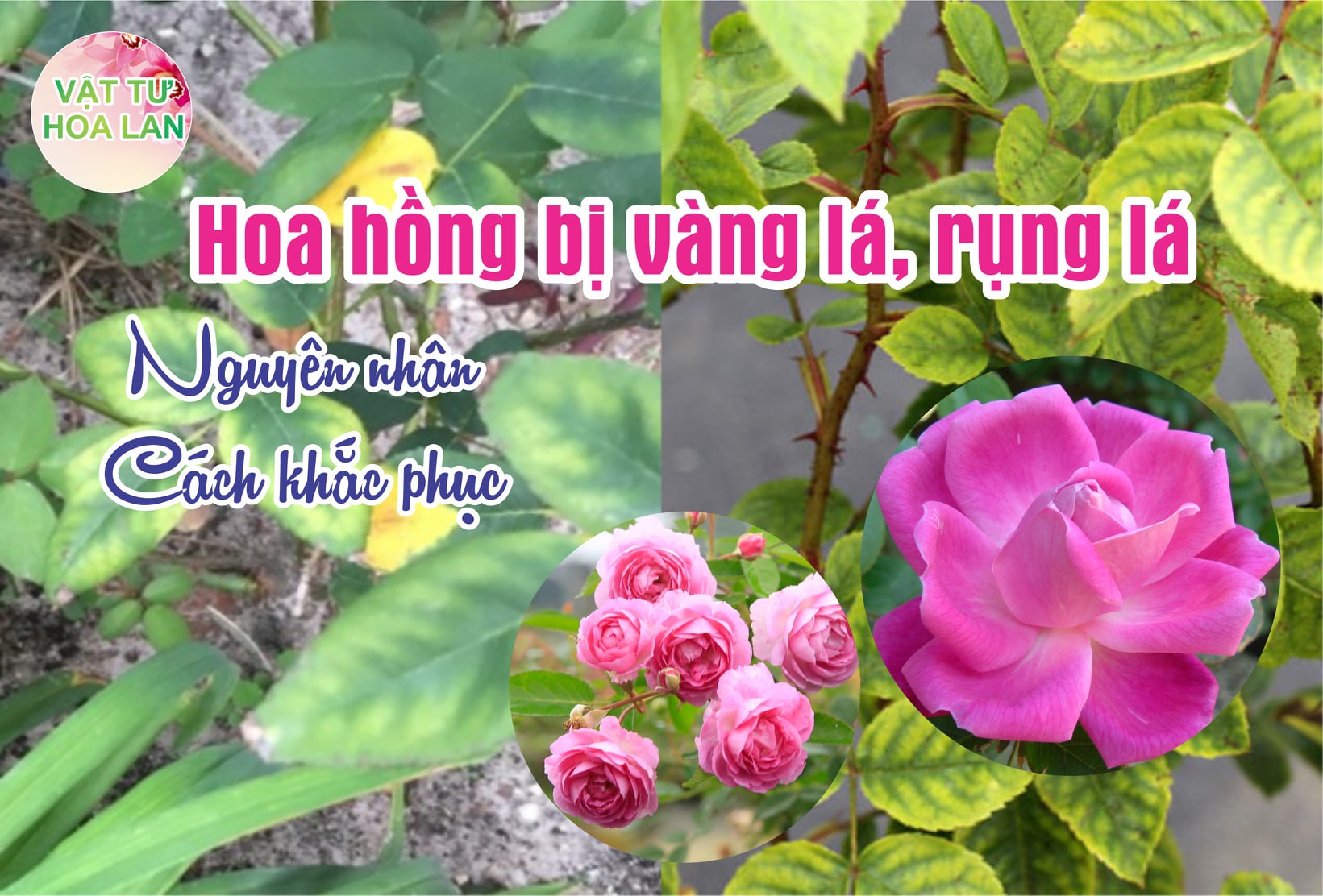 vang-la-rung-la-tren-cay-hoa-hong-va-cach-khac-phuc