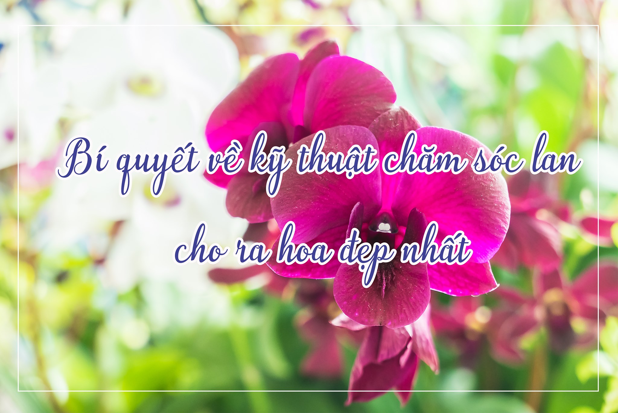 bi-kip-ky-thuat-cham-soc-hoa-lan-ra-hoa-dep