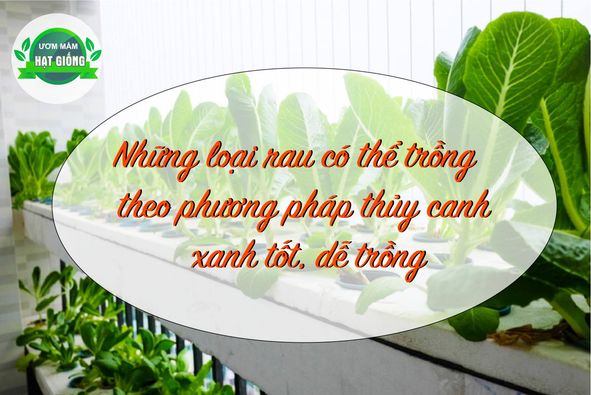 nhung-loai-rau-phu-hop-trong-thuy-canh