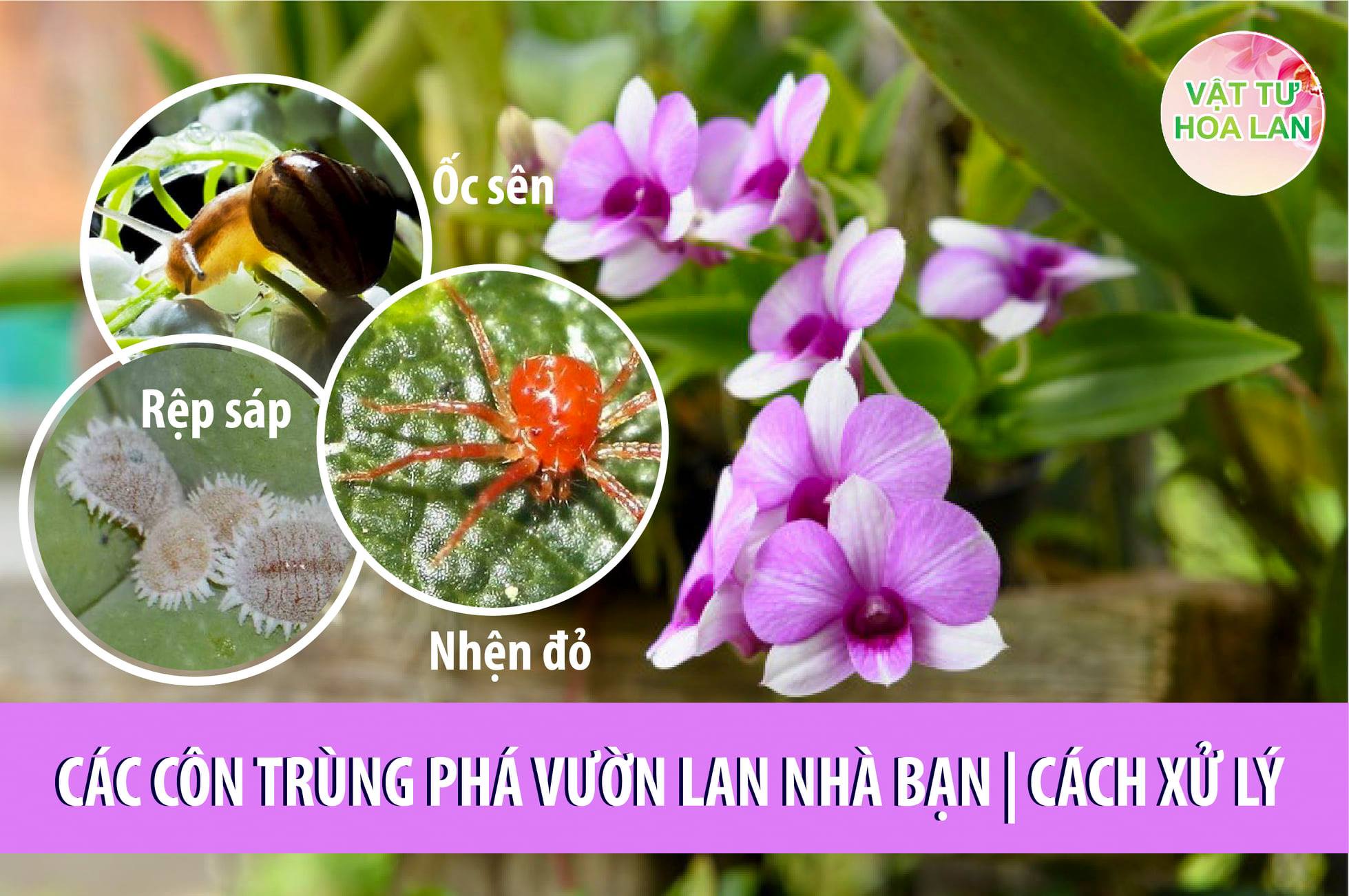 cac-con-trung-pha-vuon-lan-nha-ban-cach-xu-ly