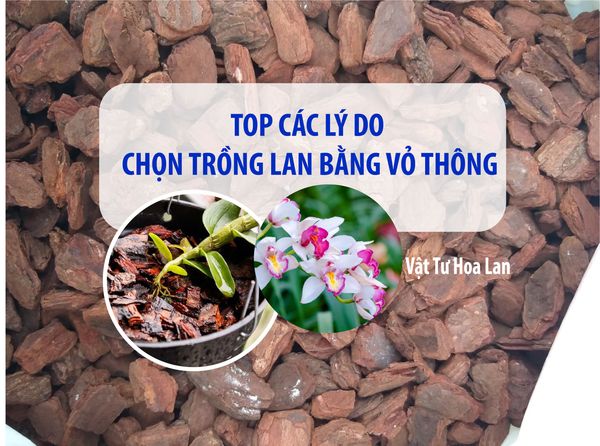 top-cac-ly-do-chon-trong-lan-bang-vo-thong