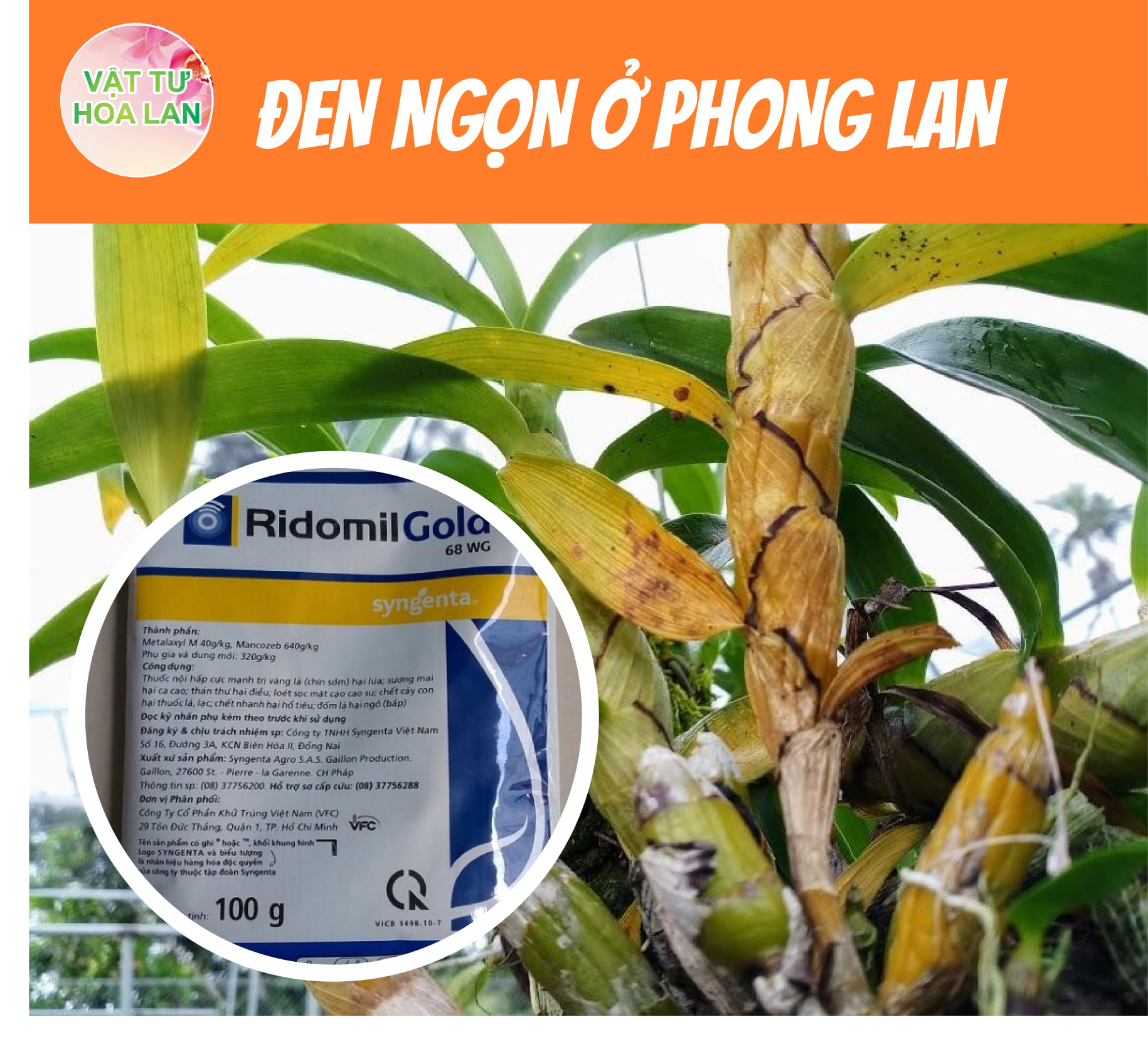 van-de-den-ngon-o-phong-lan-dia-lan-dendro-vu-nu-cattleya