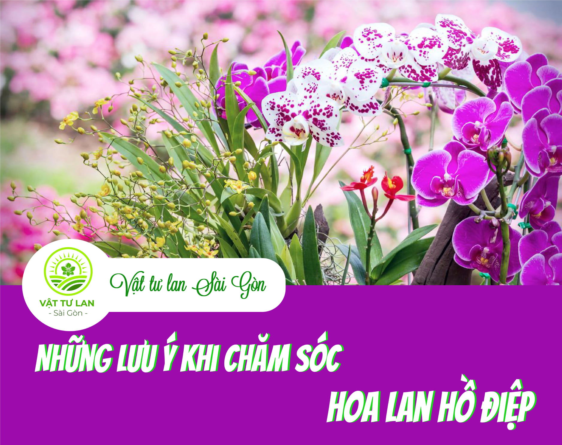 nhung-luu-y-khi-cham-soc-hoa-lan-ho-diep-loai-hoa-quy