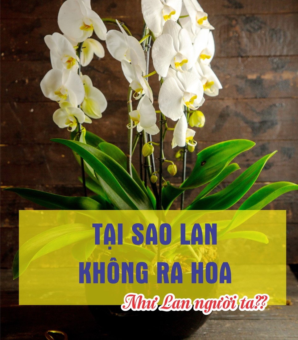 lan-khong-ra-hoa-vi-sao