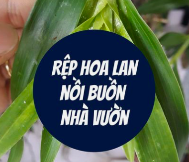 rep-hoa-lan-noi-buon-nha-vuon