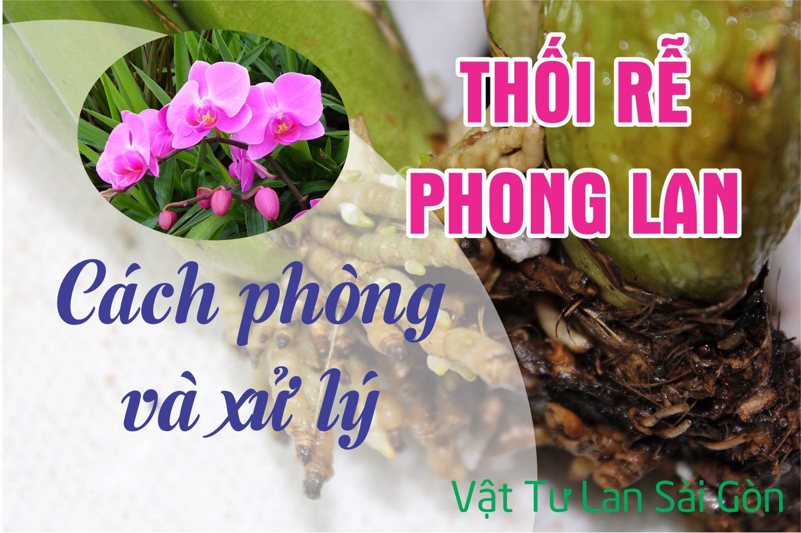 thoi-re-phong-lan-cach-phong-va-xu-ly