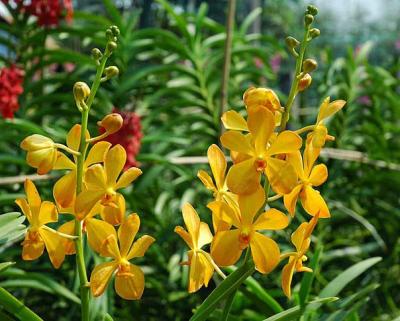 kinh-nghiem-trong-lan-mokara-don-gian-de-cham-soc
