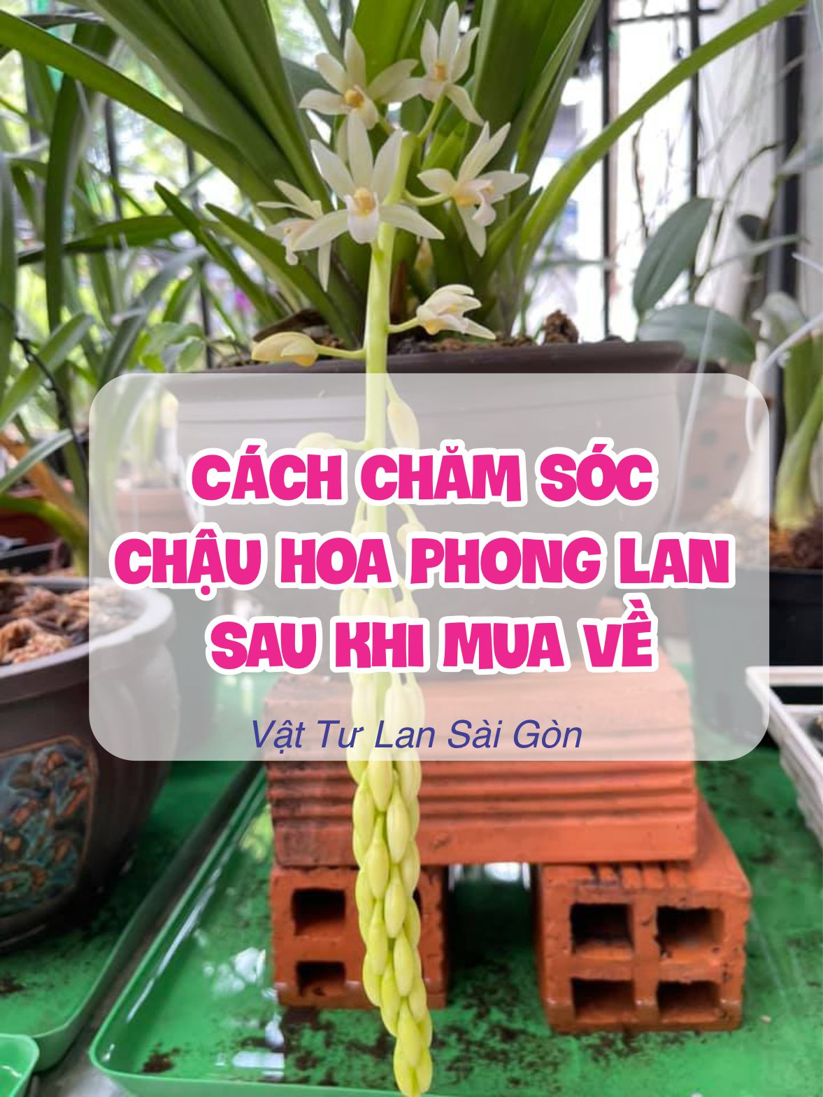 cach-cham-soc-chau-lan-khi-moi-mua-ve-sao-cho-dung-cach