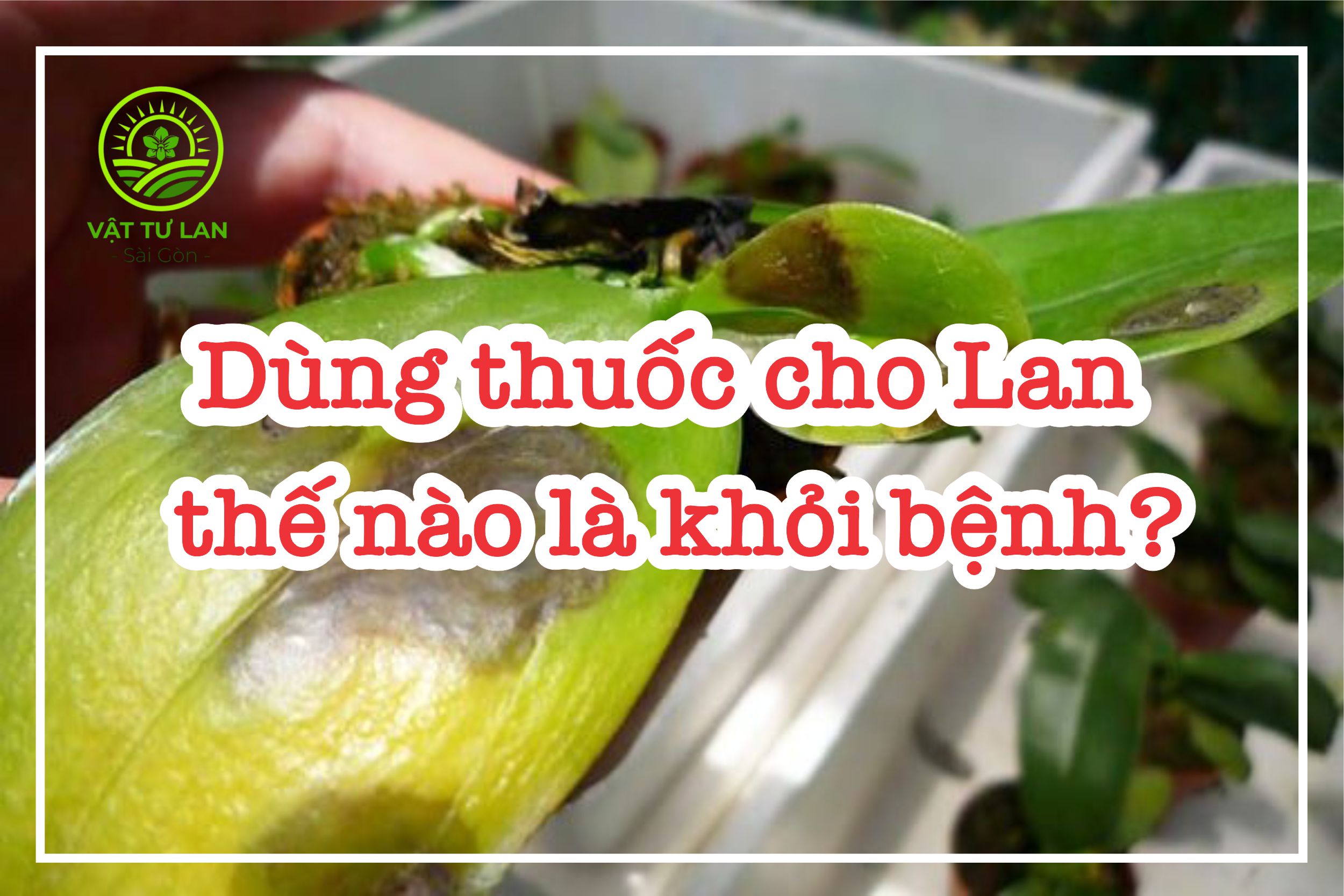 dung-thuoc-cho-lan-the-nao-la-khoi-benh