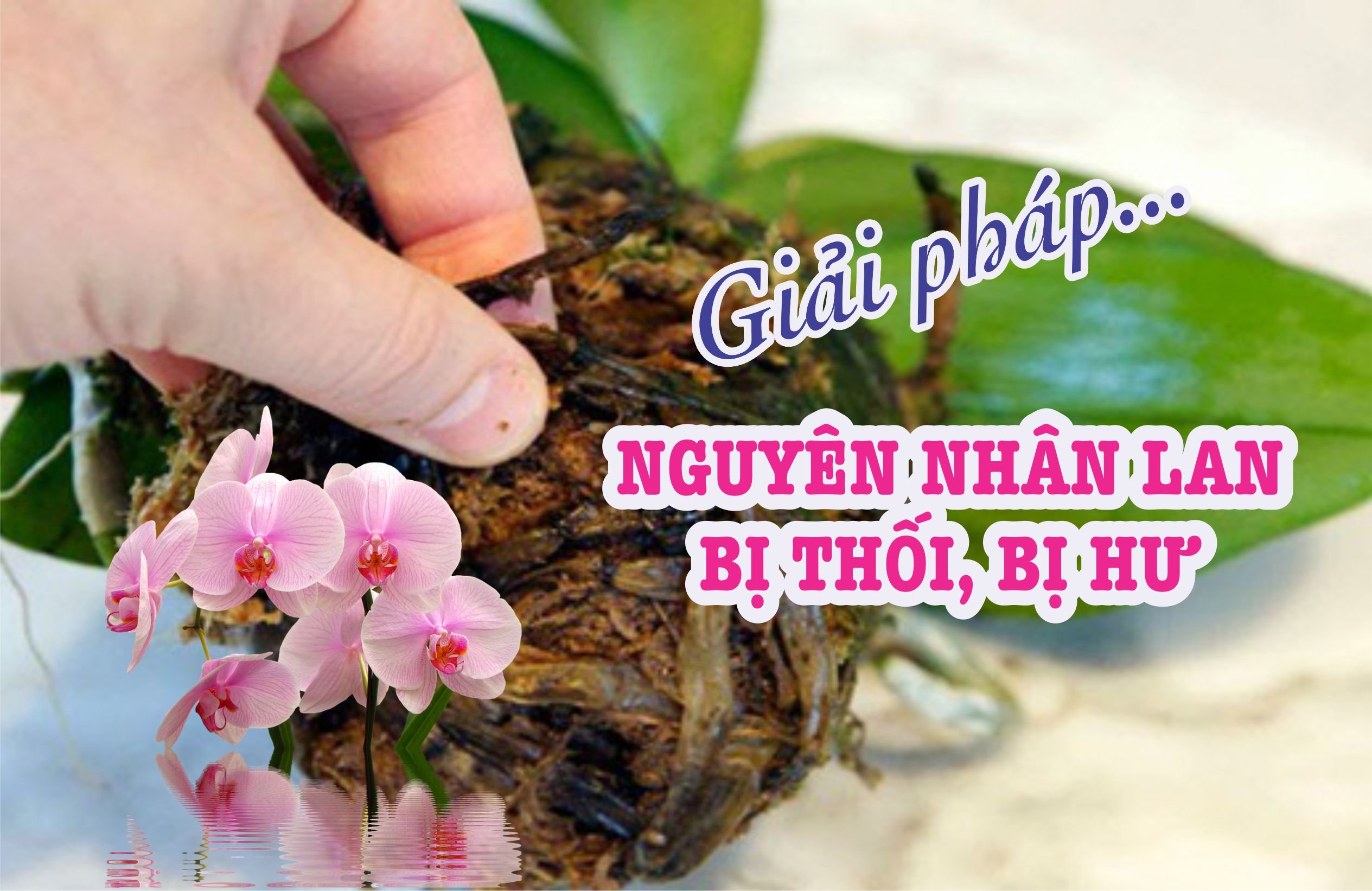 vi-sao-lan-bi-chet-nguyen-nhan-va-cach-khac-phuc