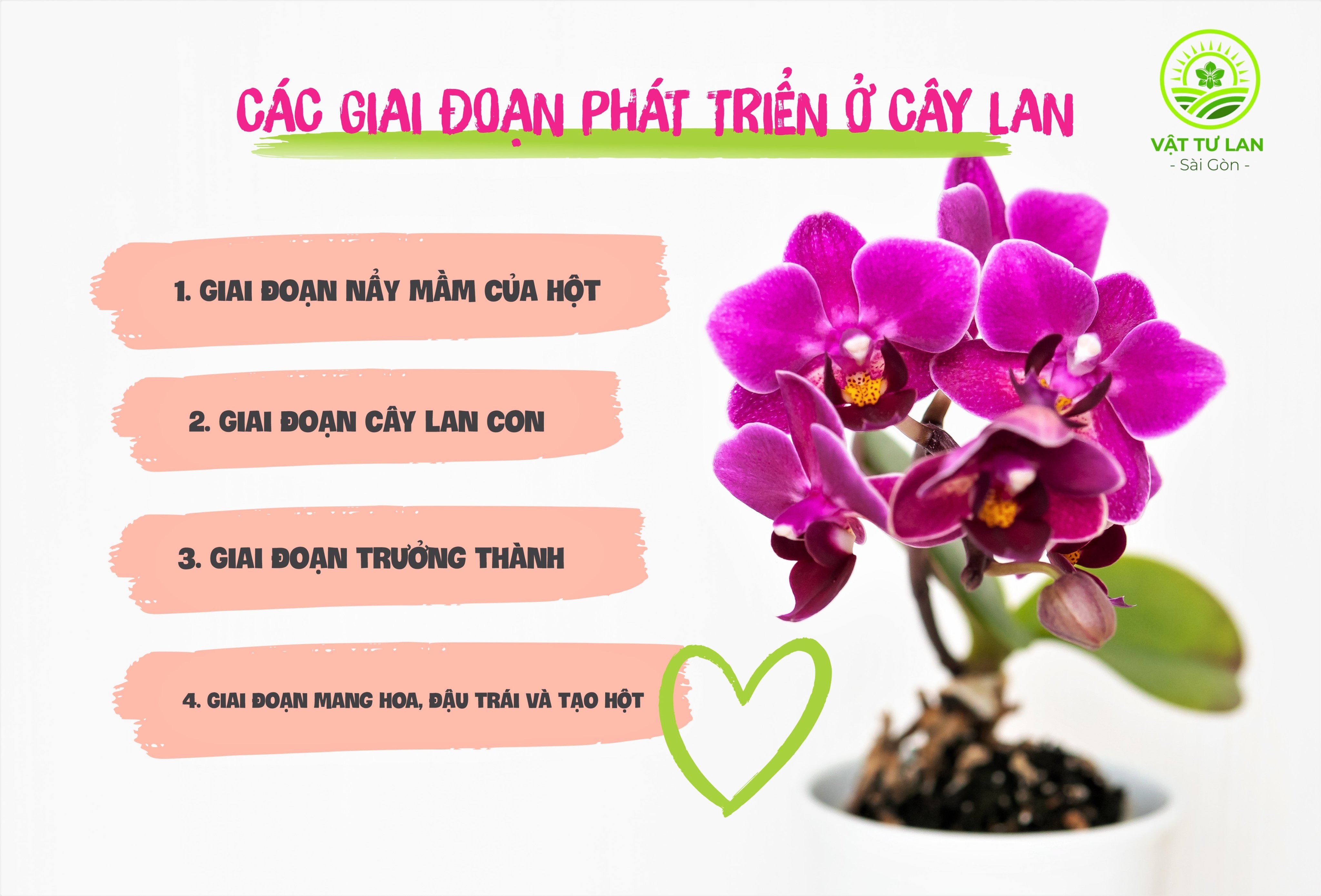cac-giai-doan-phat-trien-cua-cay-lan