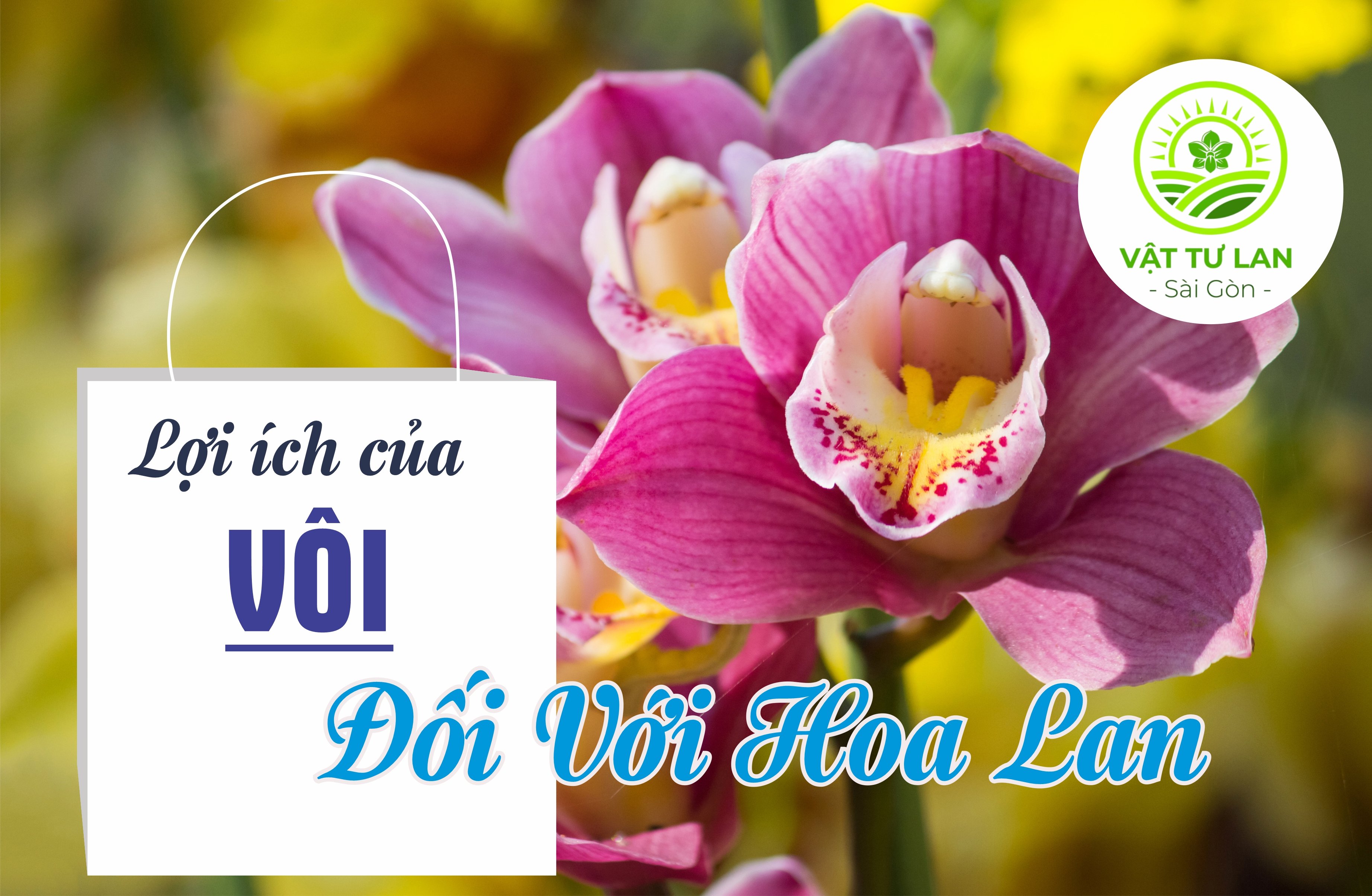 loi-ich-cua-voi-doi-voi-hoa-lan-noi-rieng-va-cay-trong-noi-chung