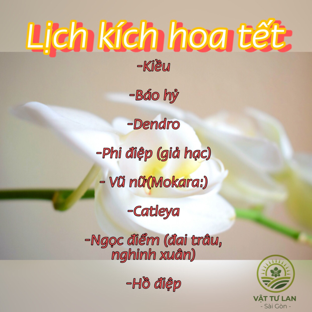 lich-kich-lan-no-dung-dip-tet-nguyen-da-m