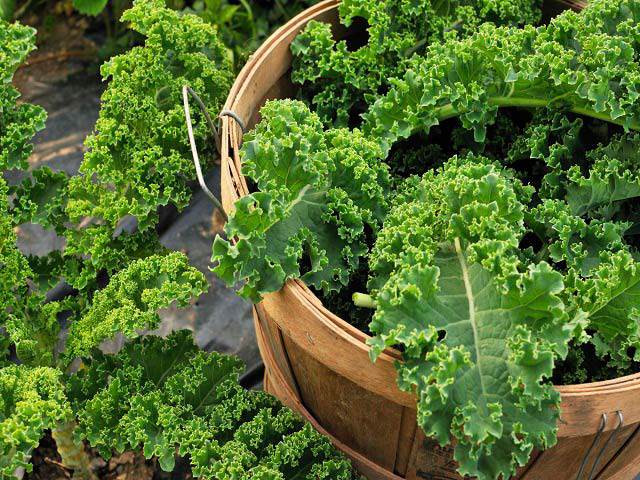 cong-du-ng-ca-ch-tro-ng-che-bie-n-ca-i-kale-cai-xoan