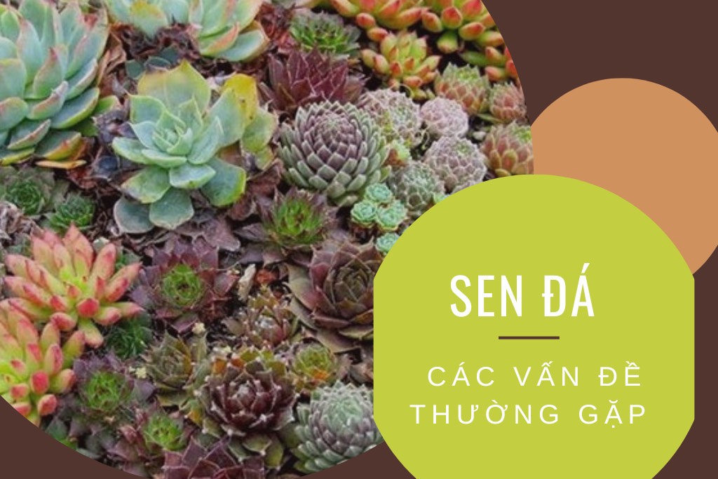 benh-sen-da-cac-van-de-thuong-gap