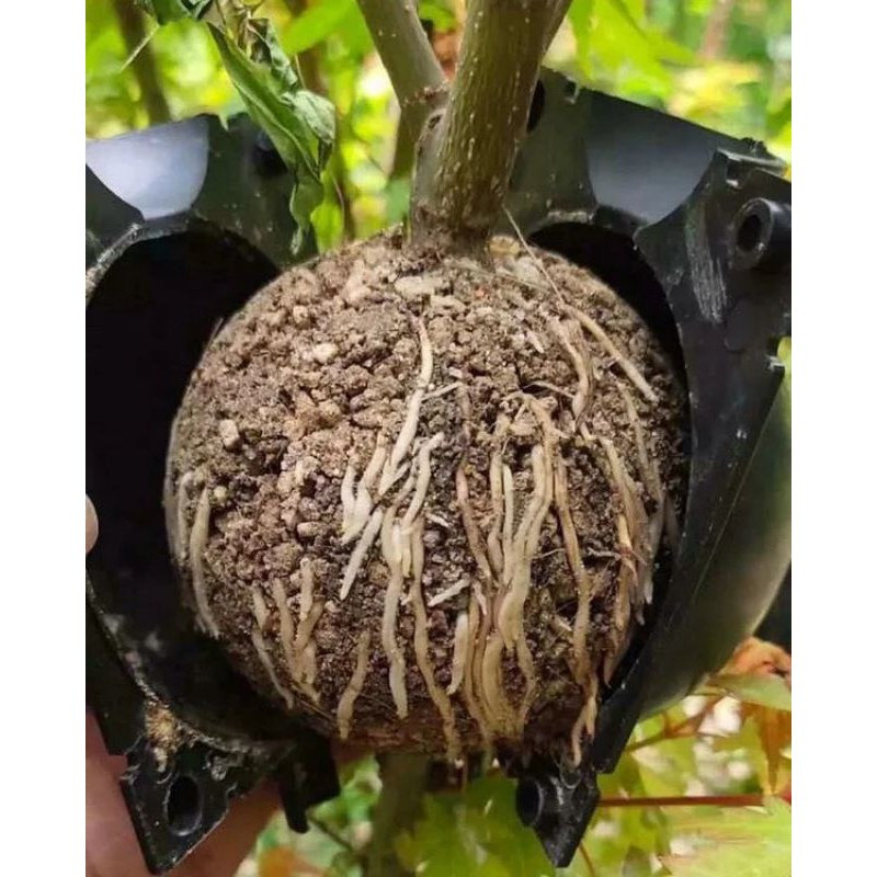 Bầu chiết cây