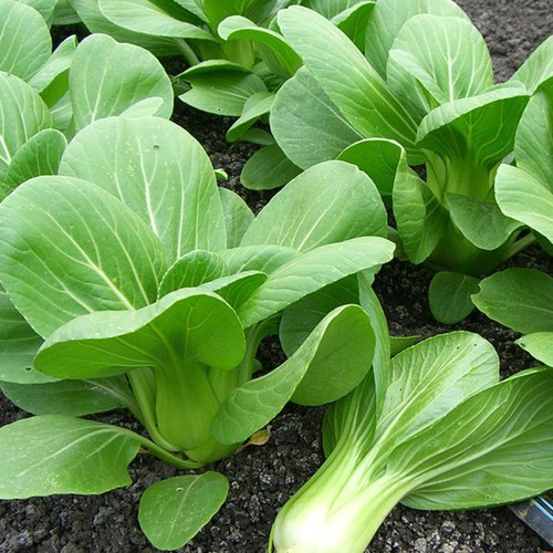 RD Cải thìa Rado 77 (1kg)