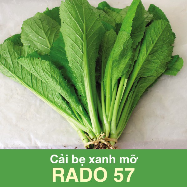 RD Cải bẹ xanh mỡ Rado 57 (1kg)