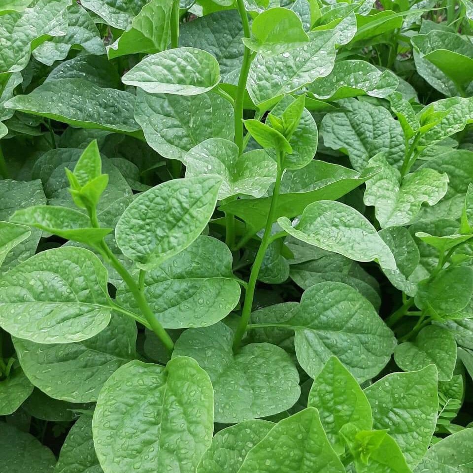 RD Mồng tơi Rado 38 (500g)