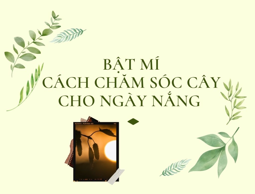 BẬT MÍ BẠN CÁCH CHĂM SÓC CÂY CHO NGÀY NẮNG HANH MÀ KHÔNG PHẢI AI CŨNG BIẾT