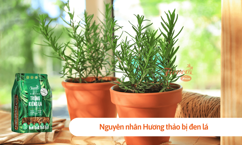 Cách khắc phục hương thảo bị đen lá - Phần 1