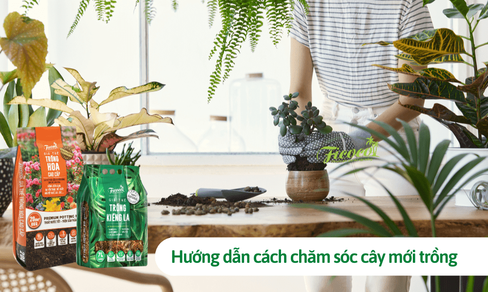 Hướng dẫn cách chăm sóc cây mới trồng cho người chưa có kinh nghiệm