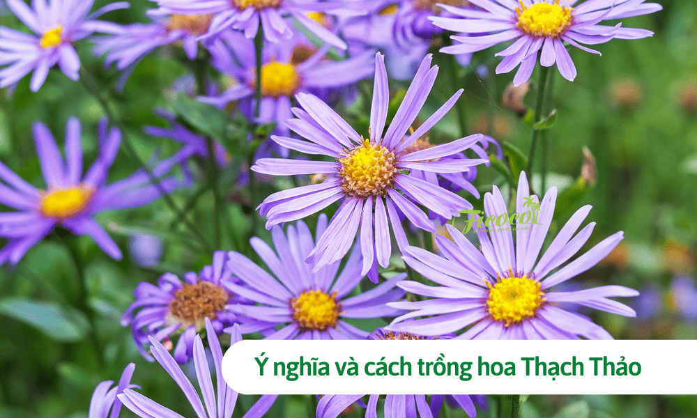 Hoa thạch thảo: Ý nghĩa khi trồng và cách trồng đơn giản nhất