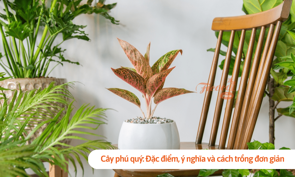 Cây phú quý: Đặc điểm, ý nghĩa và cách trồng đơn giản