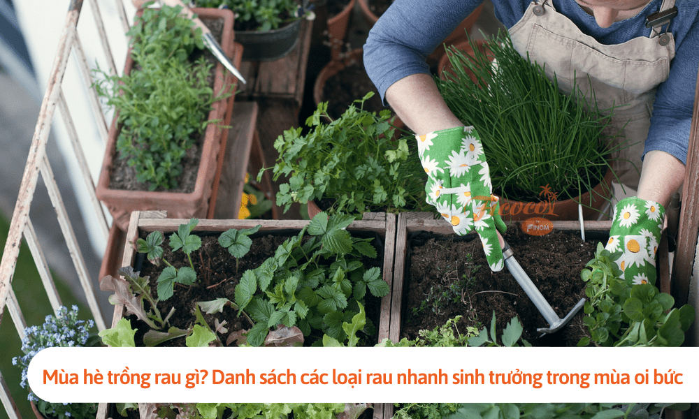 Mùa hè trồng rau gì? Danh sách các loại rau nhanh sinh trưởng trong mùa oi bức