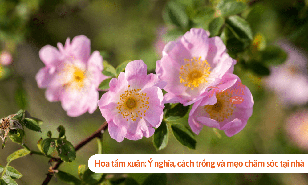 Hoa tầm xuân: Ý nghĩa, cách trồng và mẹo chăm sóc tại nhà
