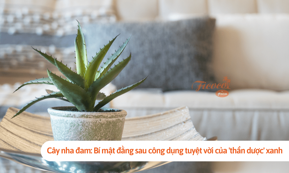 Cây nha đam: Bí mật đằng sau công dụng tuyệt vời của 'thần dược' xanh