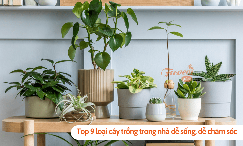 Top 9 loại cây trồng trong nhà dễ sống, dễ chăm sóc, giúp nhà cửa thoáng mát