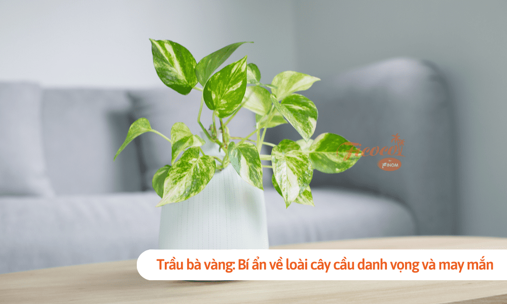 Trầu bà vàng: Bí ẩn về loài cây cầu danh vọng và may mắn