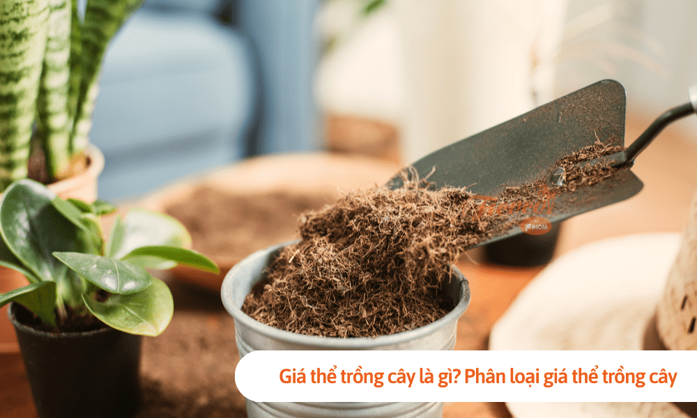 Giá thể trồng cây là gì? Phân loại giá thể trồng cây