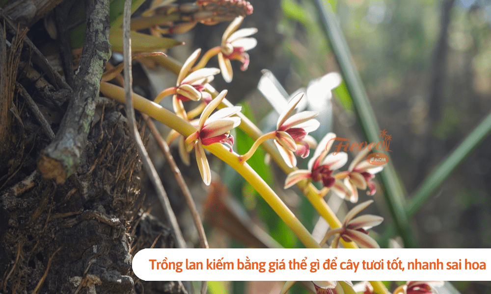 Trồng lan kiếm bằng giá thể gì để cây tươi tốt, nhanh sai hoa