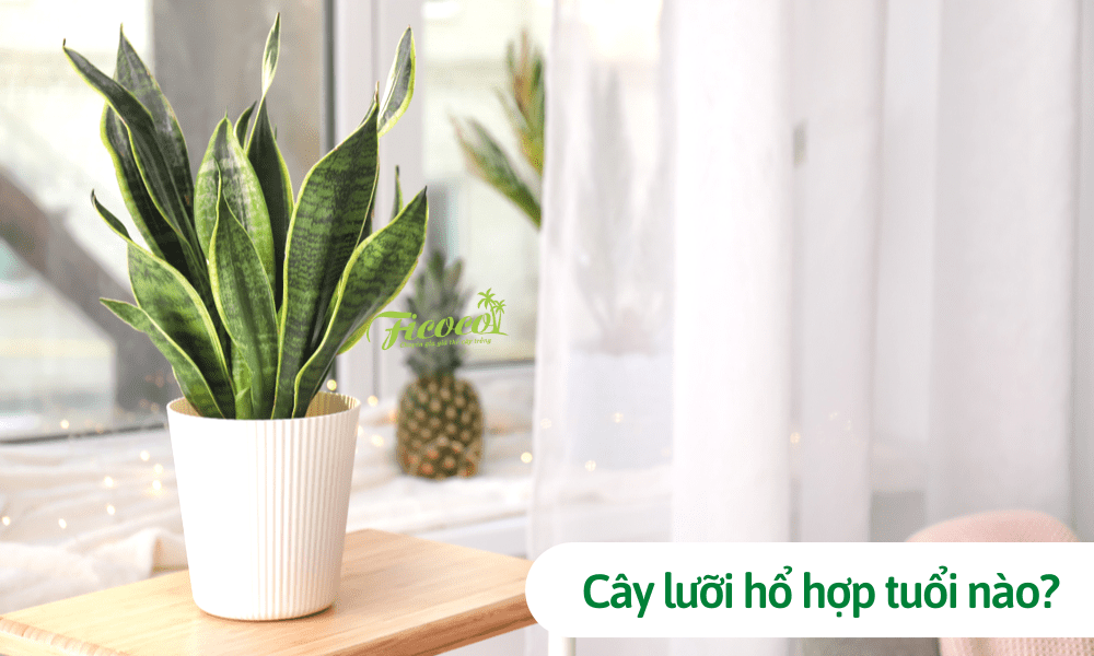 Cây lưỡi hổ hợp với tuổi nào? Chọn cây hợp phong thủy nhất