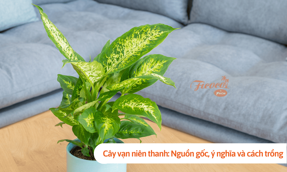 Cây vạn niên thanh: Nguồn gốc, ý nghĩa và cách trồng tại nhà đơn giản