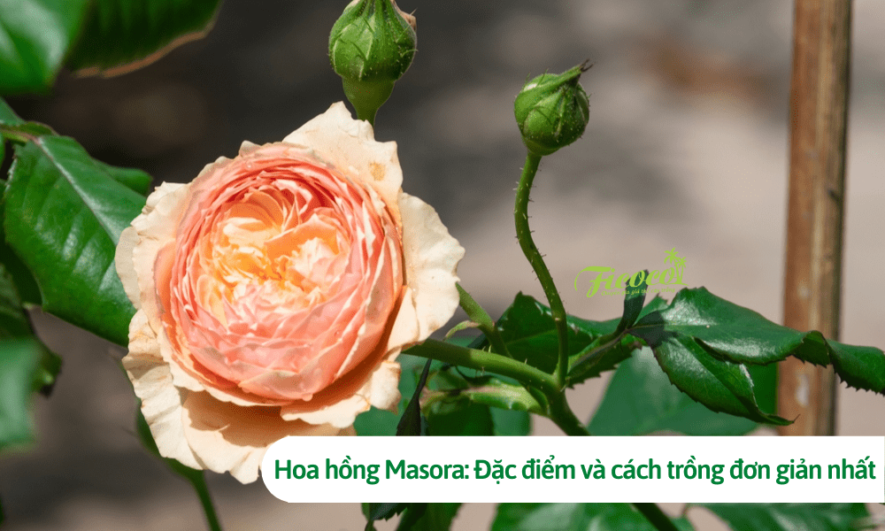 Hoa hồng Masora: Đặc điểm và cách trồng đơn giản nhất