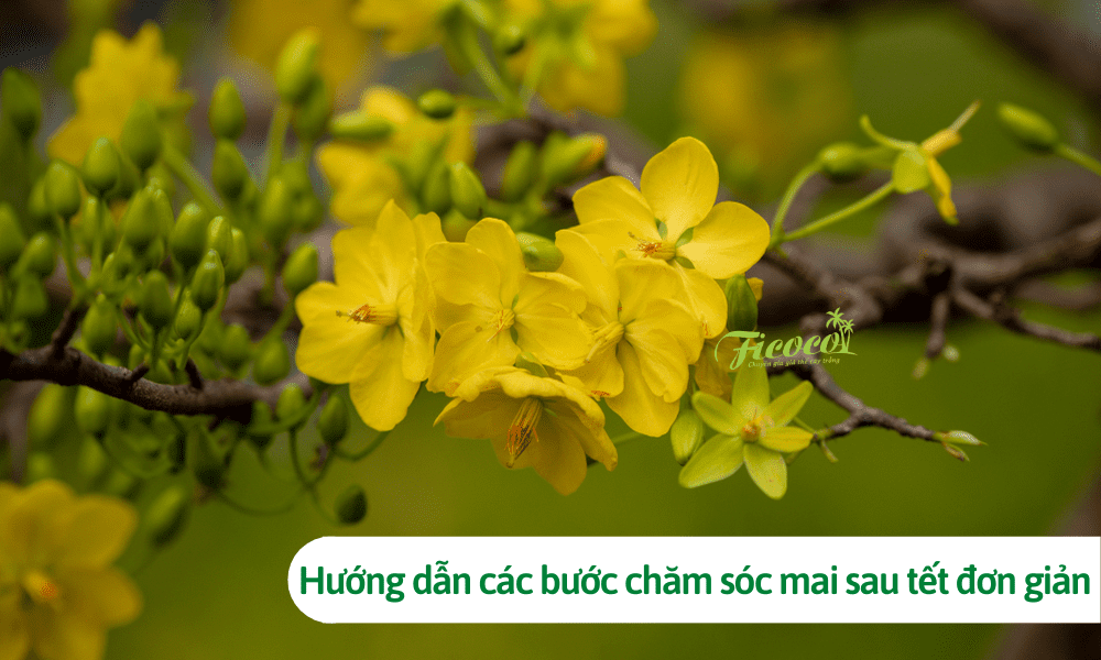 Hướng dẫn các bước chăm sóc mai sau tết đơn giản, năm sau vẫn ra hoa