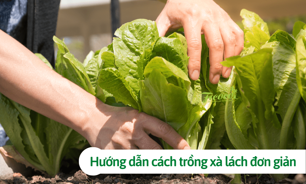 Hướng dẫn cách trồng xà lách đơn giản ngay tại nhà