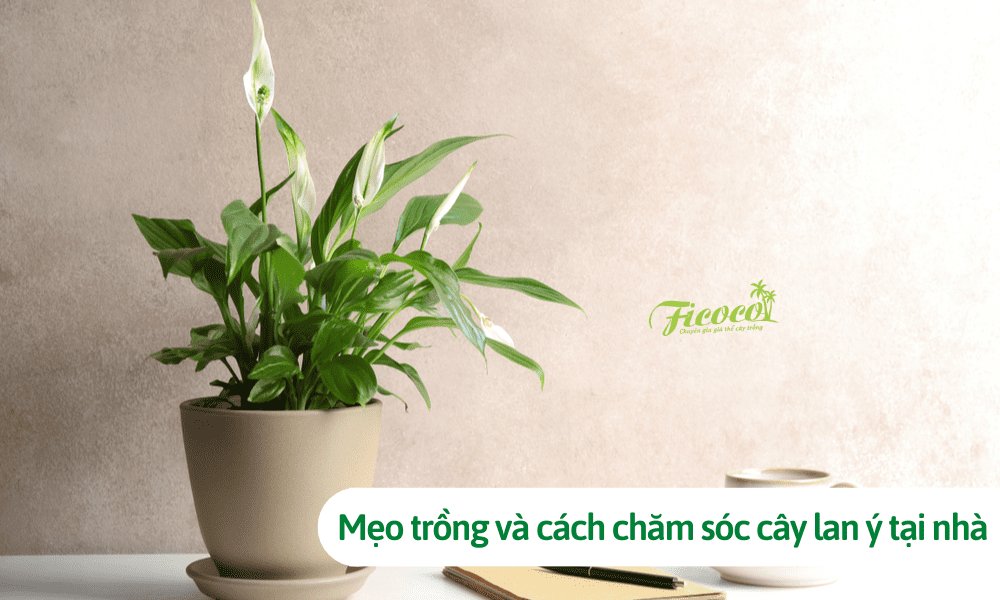 Mẹo trồng và cách chăm sóc cây lan ý tại nhà đơn giản